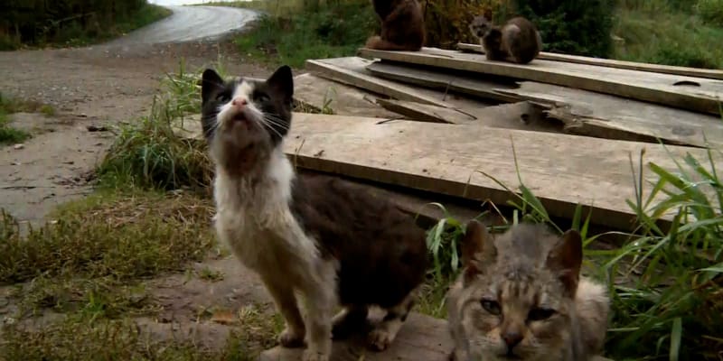 Seniora žije s desítkami koček v maringotce