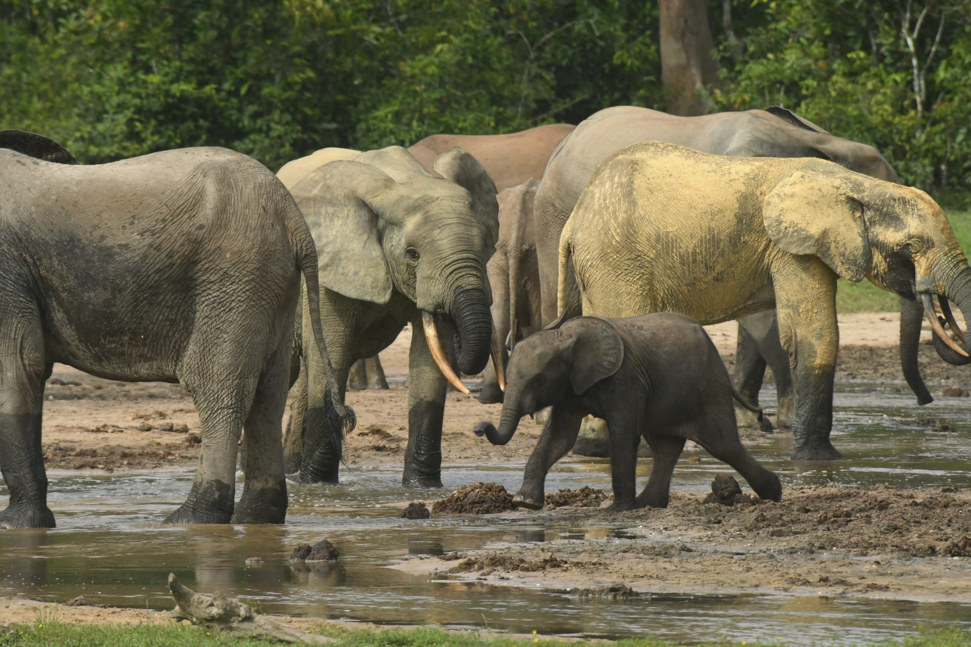 Česká stopa v Africe: Mladý dobrodruh z Třince zachraňuje stáda slonů pro budoucí generace