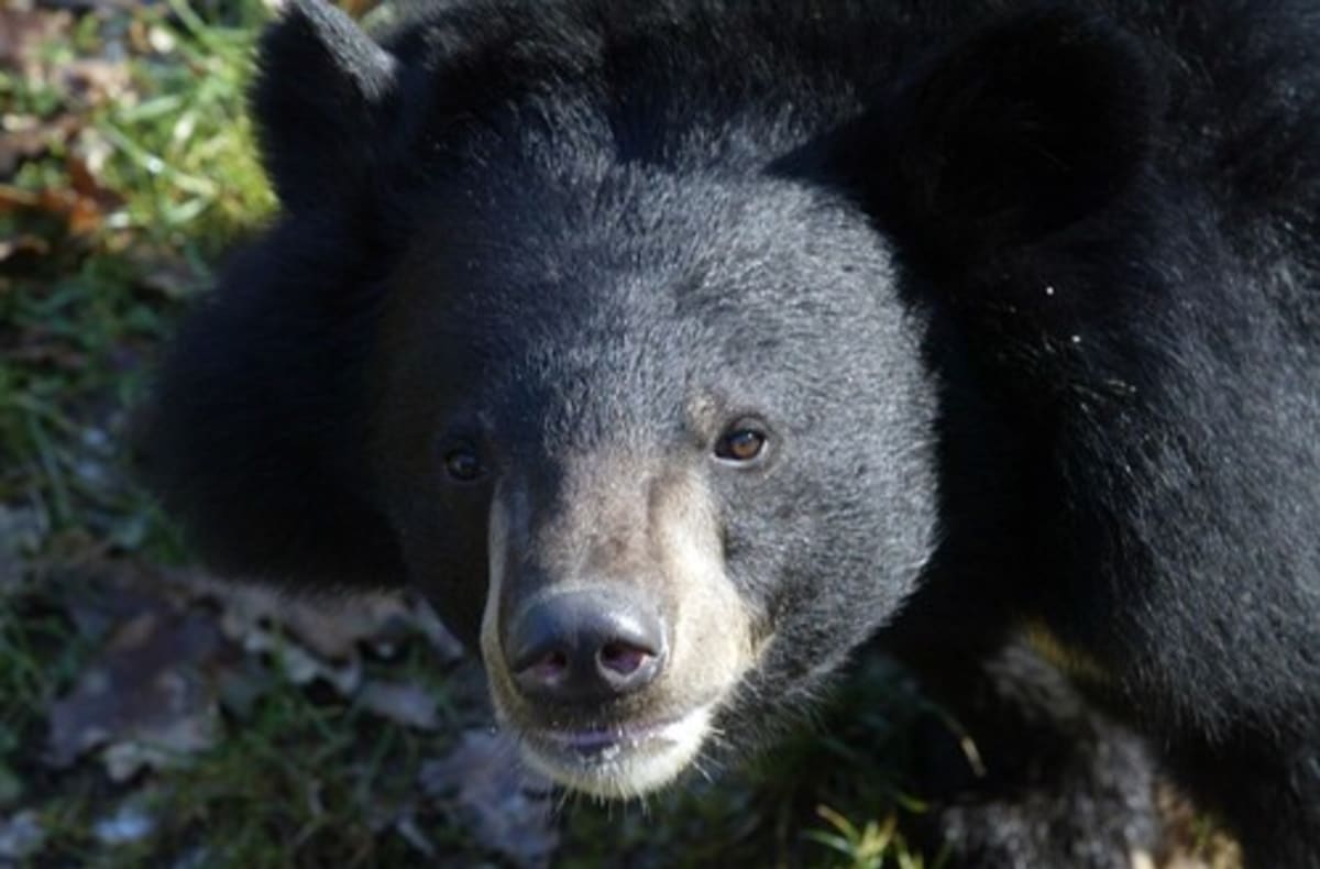 Medvěd ušatý (ilustrační foto)