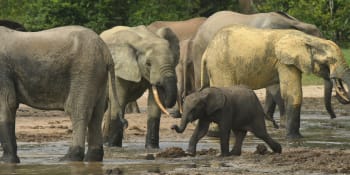 Česká stopa v Africe: Mladý dobrodruh z Třince zachraňuje stáda slonů pro budoucí generace
