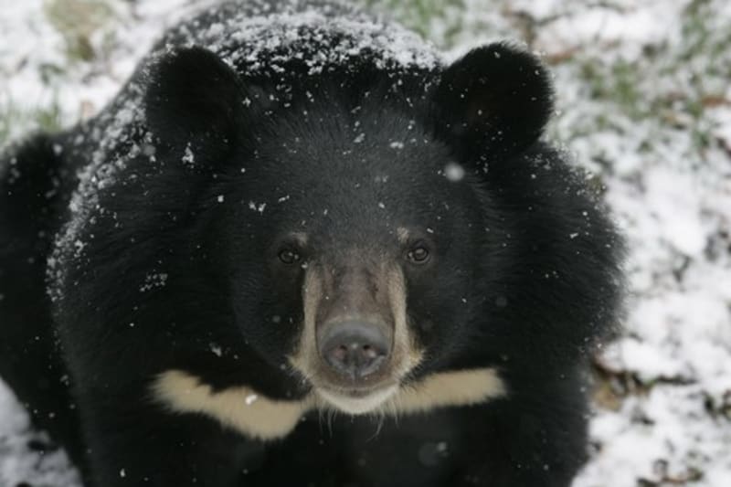 Medvěd ušatý (ilustrační foto)