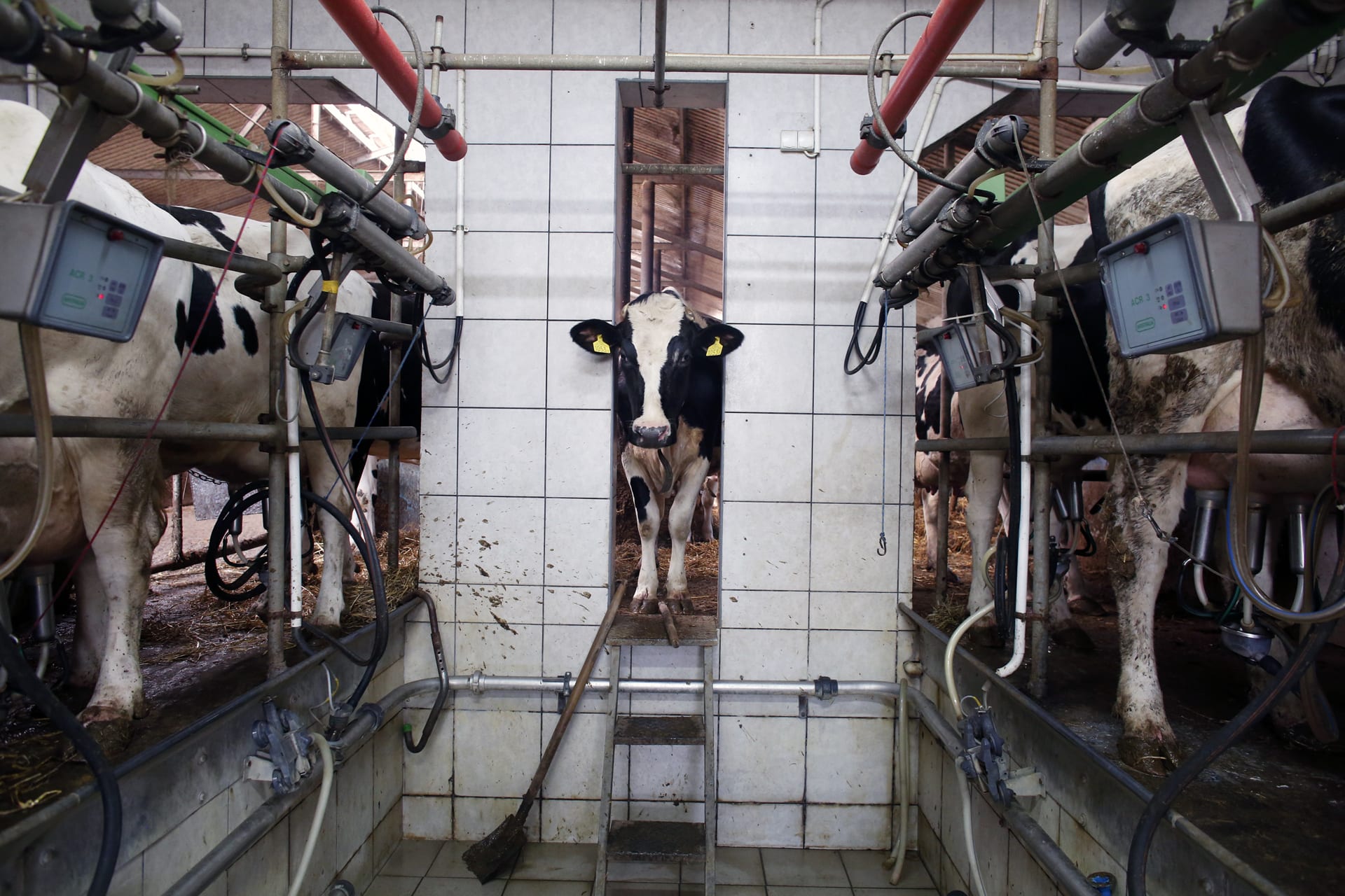 Zvířata v živočišné výrobě. Fotograf Andrew Skowron zdokumentoval neutěšené poměry v Polsku.