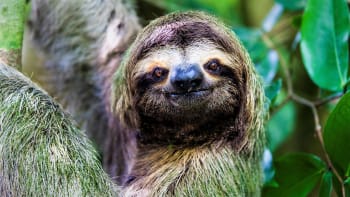 Tip na sobotní výlet: Oslavte Světový den lenochodů v jihlavské zoo 