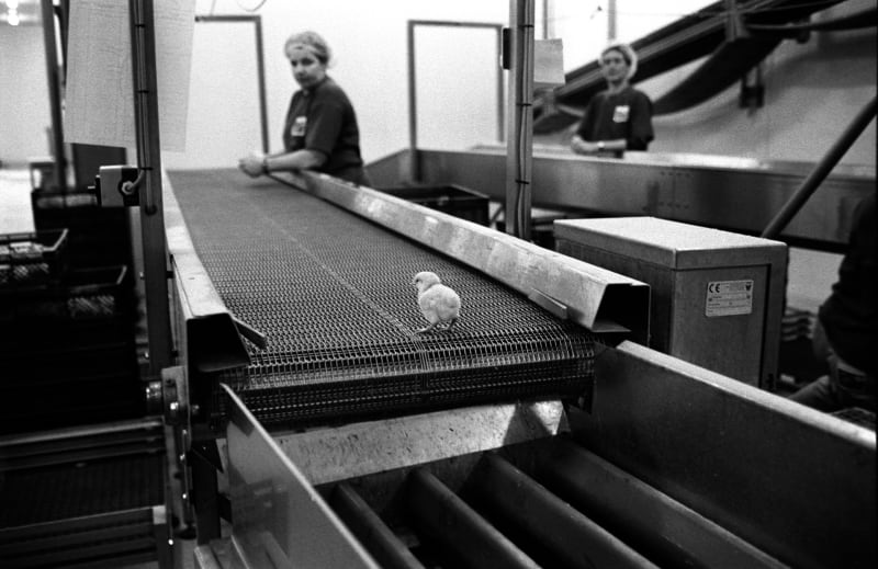 Zvířata v živočišné výrobě. Fotograf Jan van Ijken zdokumentoval třídění kuřátek. Kohoutci jdou na popravu.