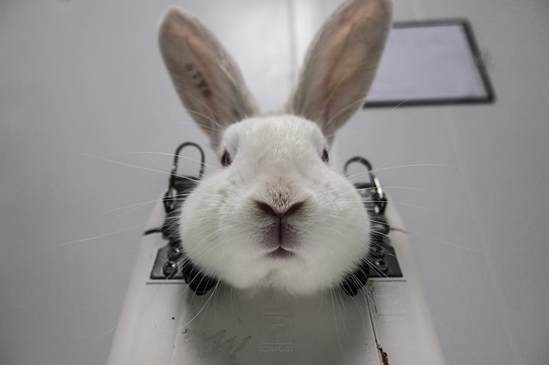 Zvířata ve vědě a výzkumu. Fotograf Carlota Saorsa zdokumentoval pokusy na králících.