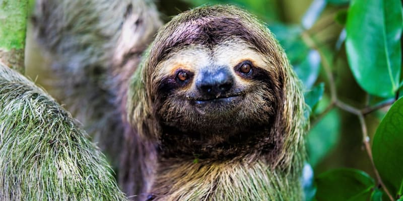 Tip na sobotní výlet: Oslavte Světový den lenochodů v jihlavské zoo 