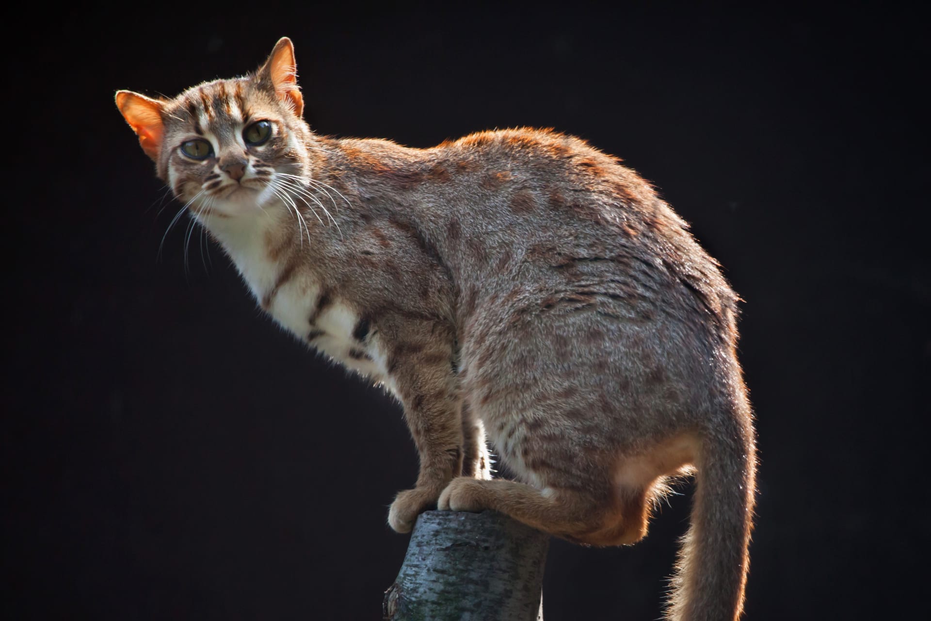 Kočka cejlonská - Prionailurus rubiginosus