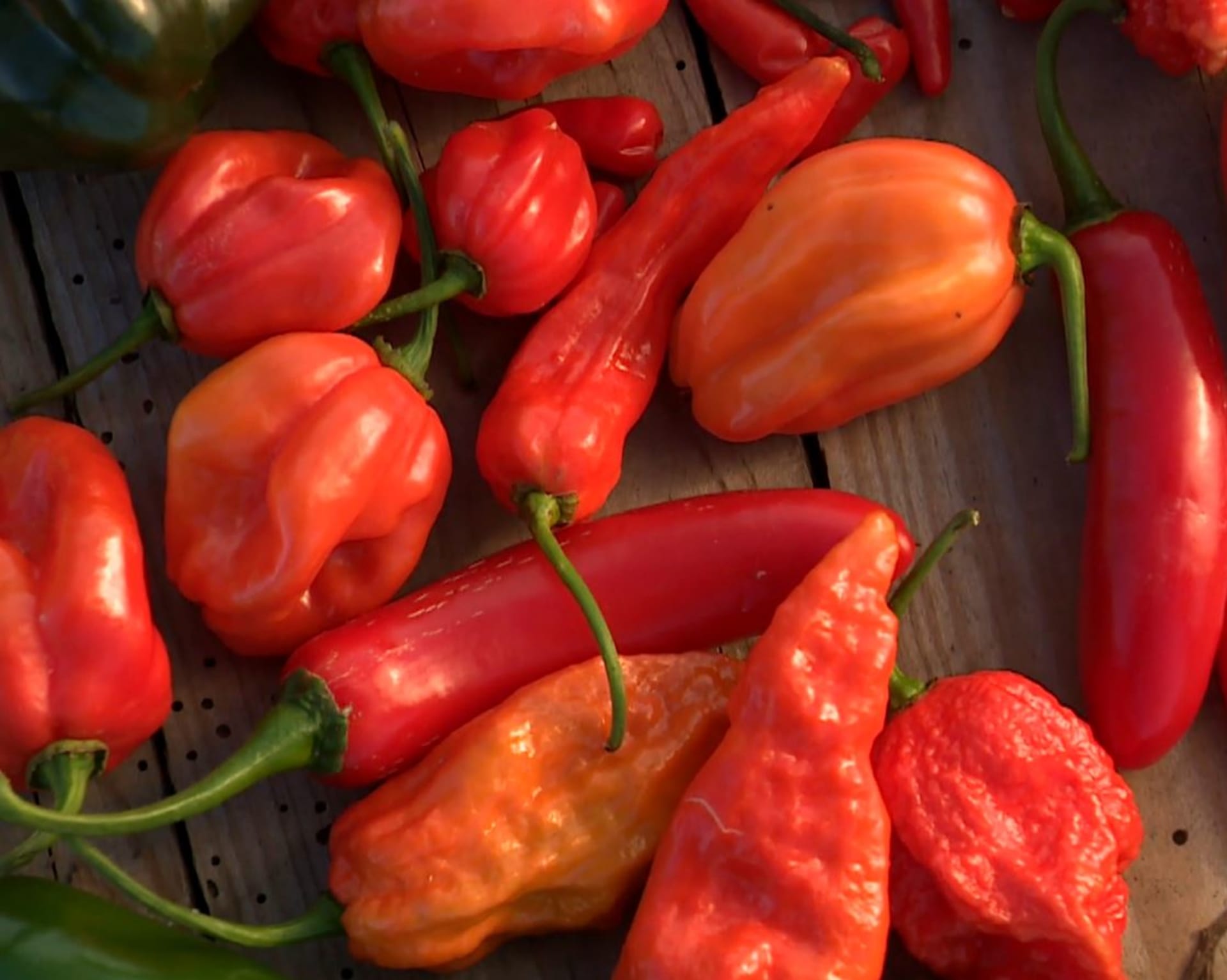 Pěstování chilli papriček je v Česku čím dál oblíbenější