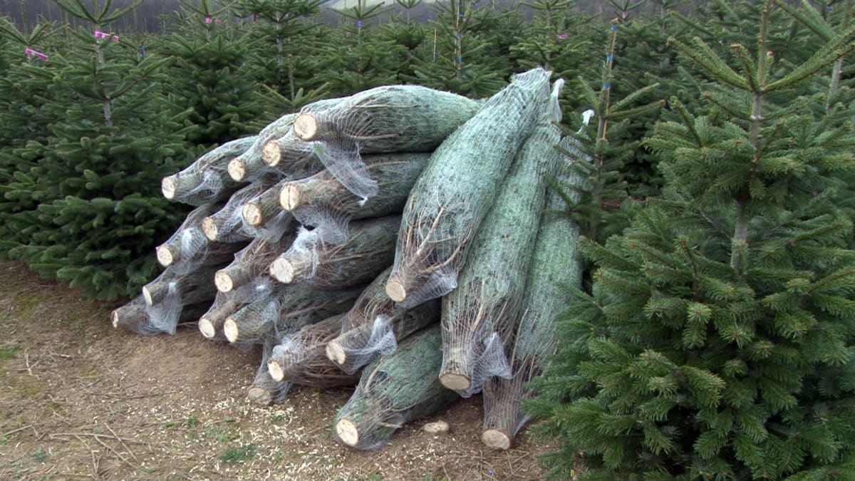 Prodej vánočních stromků se blíží.