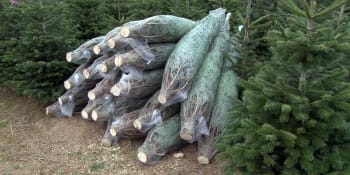 Vánoční stromky letos zdraží, zní z plantáží. Kolik si za tradici připlatíme?