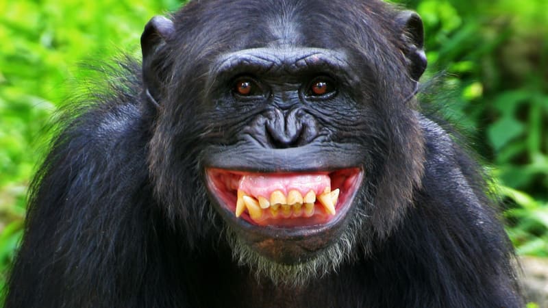 Šťastný opičí úsměv