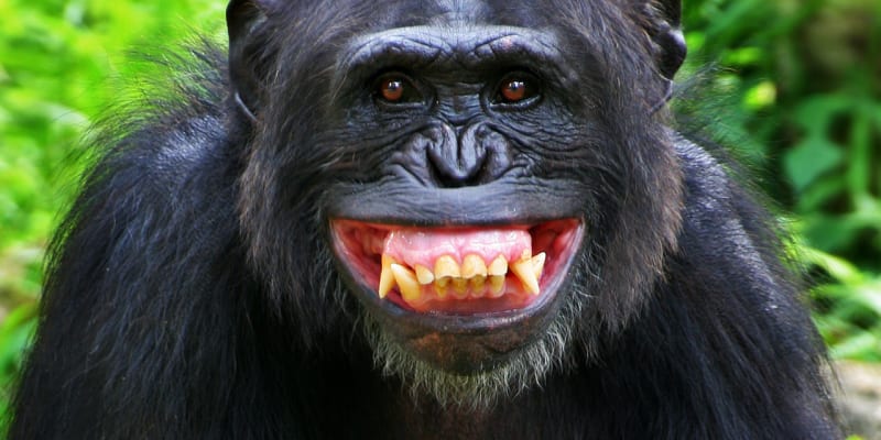 Šťastný opičí úsměv