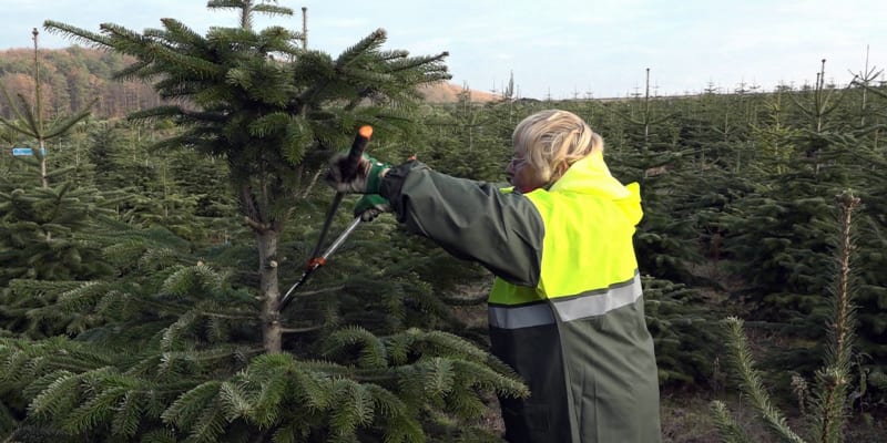 Prodej vánočních stromků se blíží.