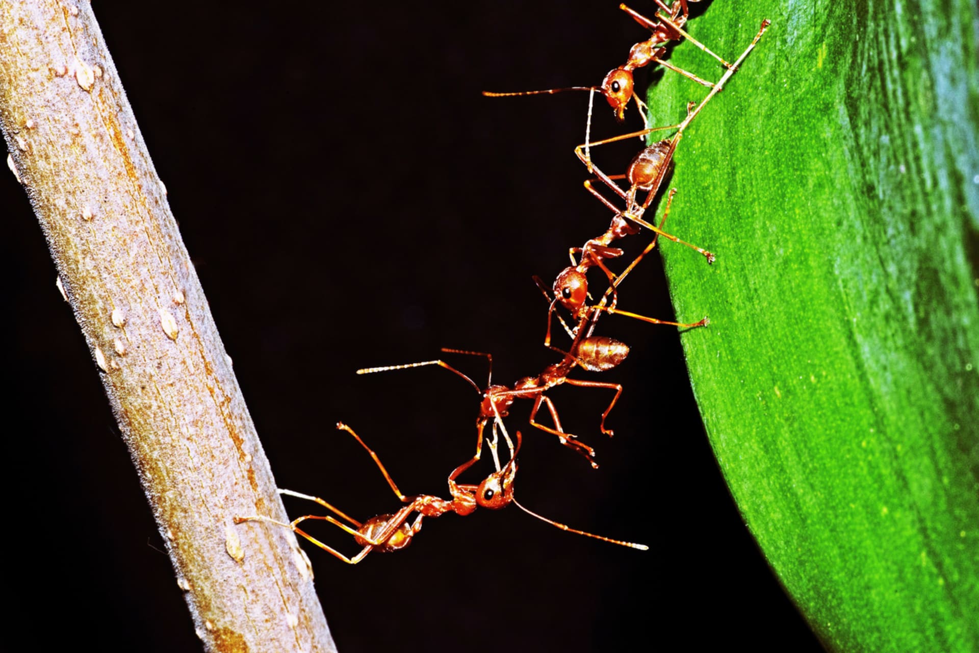 Spolupracující mravenci