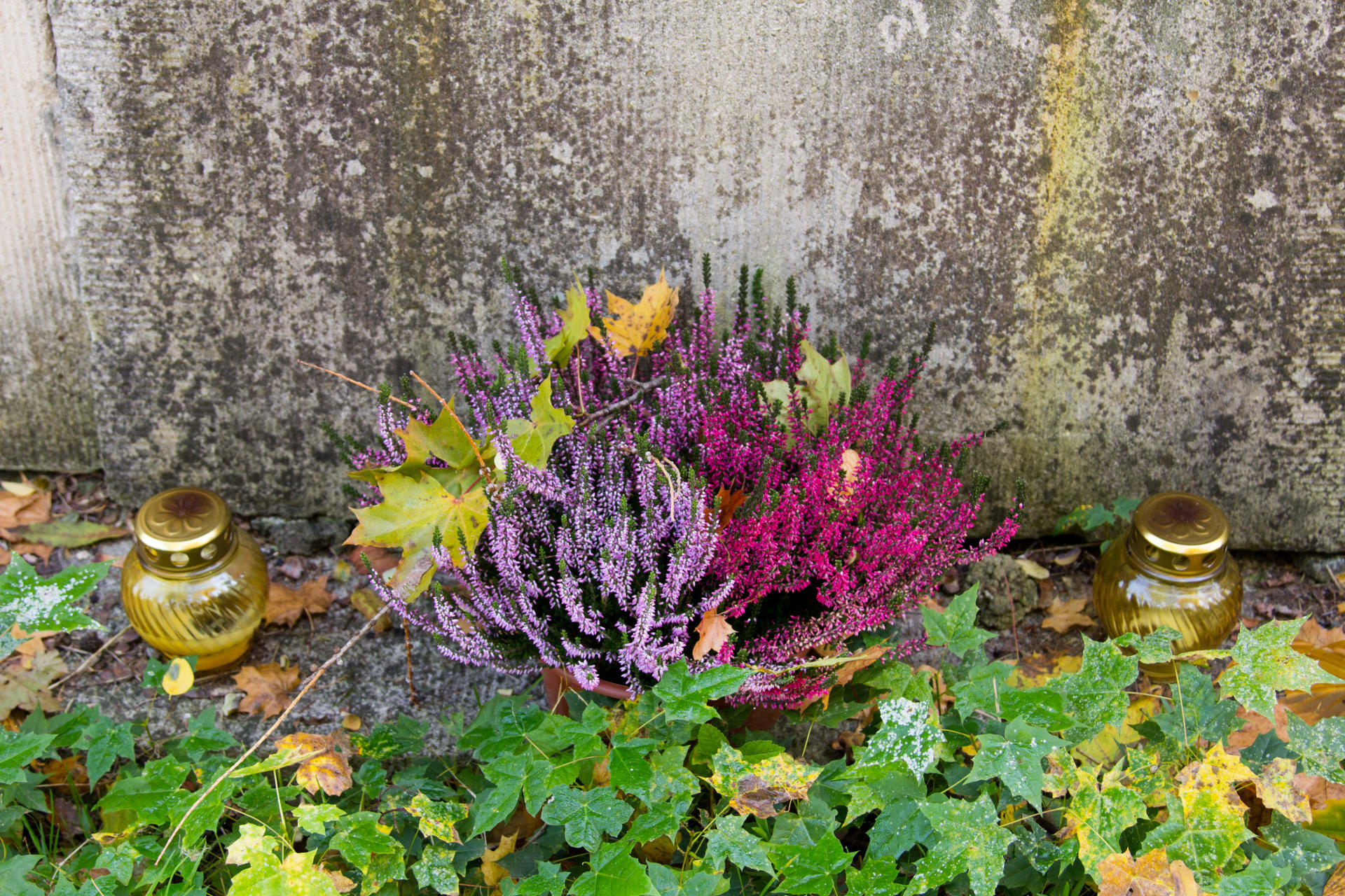 Vřesy i vřesovce patří k nejoblíbenějším  hřbitovním rostlinám