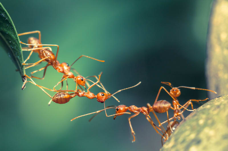 Mravenci tvoří "živý most"