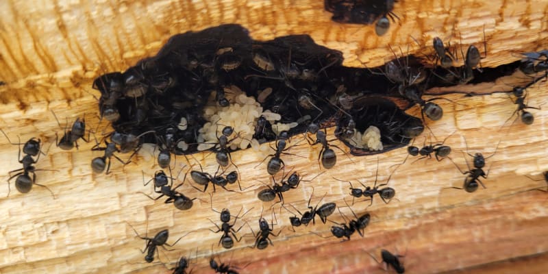 Mravenci střežící vajíčka