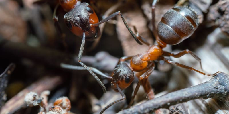 Mravenci v detailu