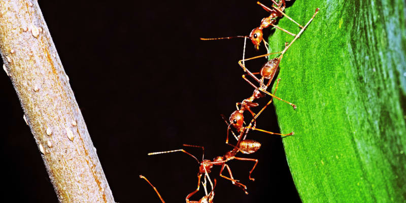 Spolupracující mravenci