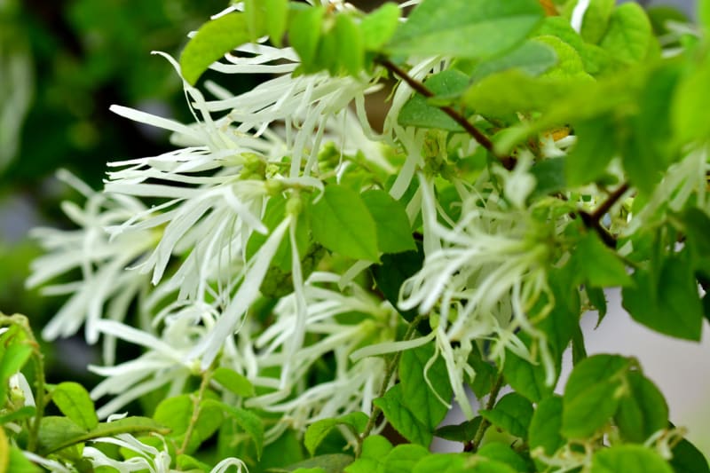 Vilín čínský (Loropetalum chinense)