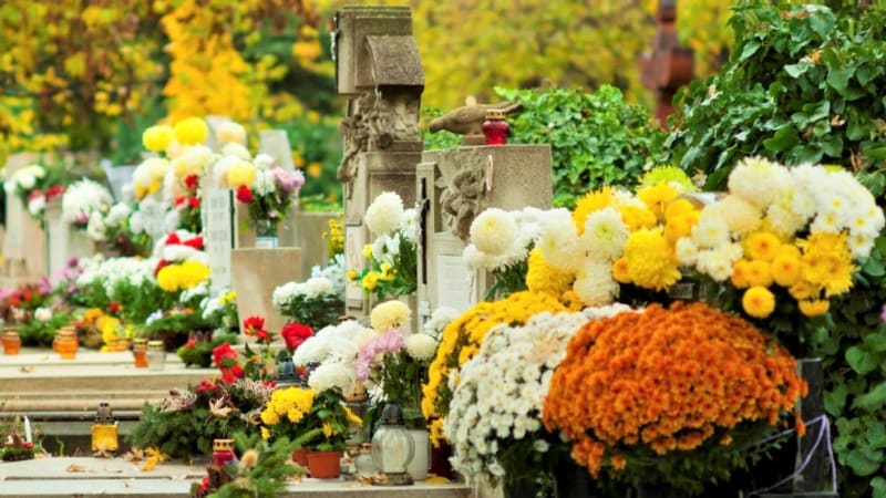 K Dušičkám patří chryzantémy. Krásné listopadky jsou symbolem věčnosti a vydrží dlouho svěží 