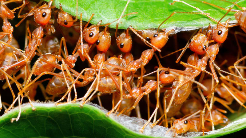 Světem se hemží 20 000 000 000 000 000 mravenců. Jejich celkovou hmotnost trumfne jen jediný živočich