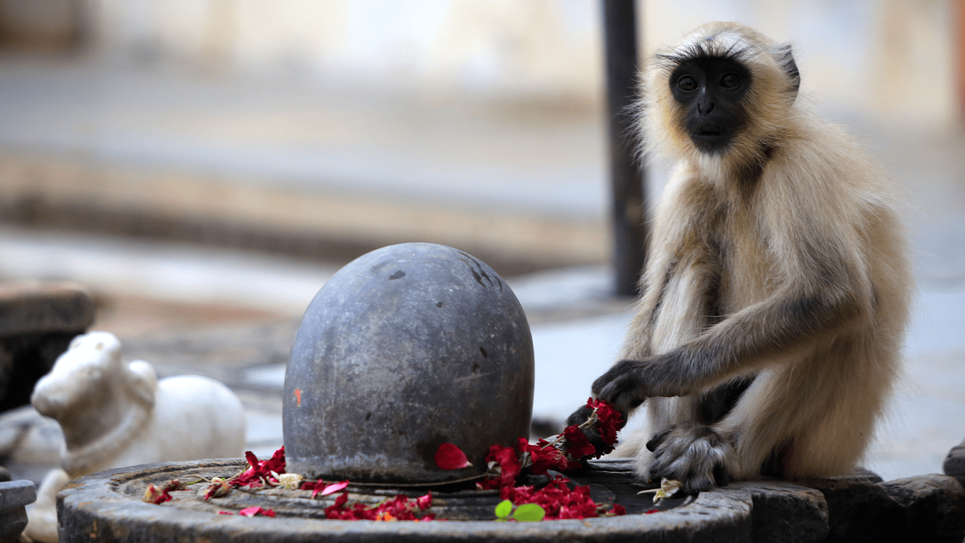 Muž na Srí Lance denně krmil divokou opici, ta se s ním dojemně rozloučila