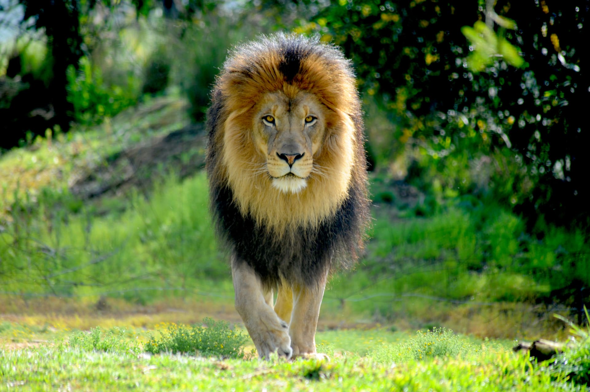 Hříva je výrazným znakem lvích samců 