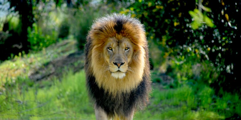 Hříva je vrazným znakem lvích samců 