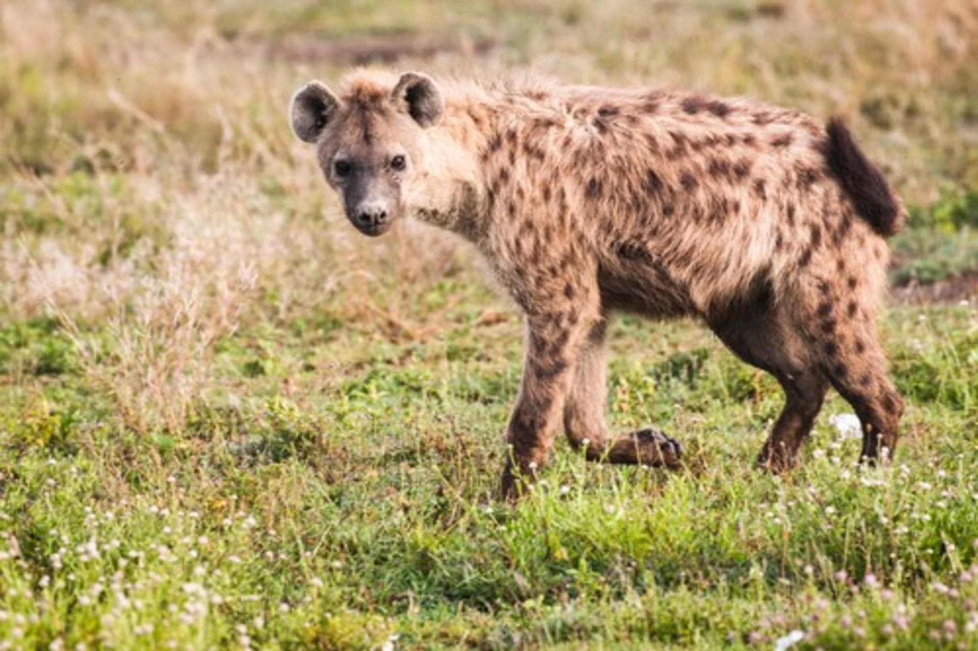 Mezi lidmi nemají hyeny dobrou pověst