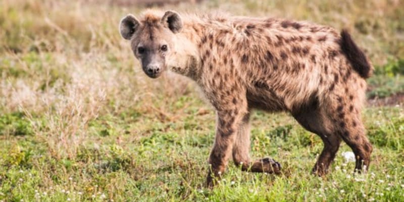 Mezi lidmi nemají hyeny dobrou pověst