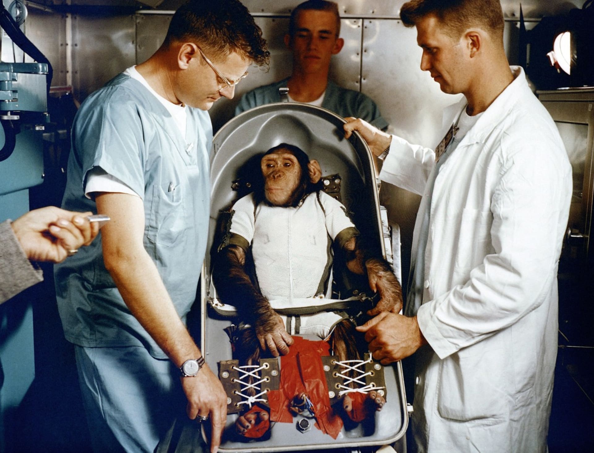Ham, první šimpanz ve vemíru. 1961, na lodi Mercury-Redstone 2