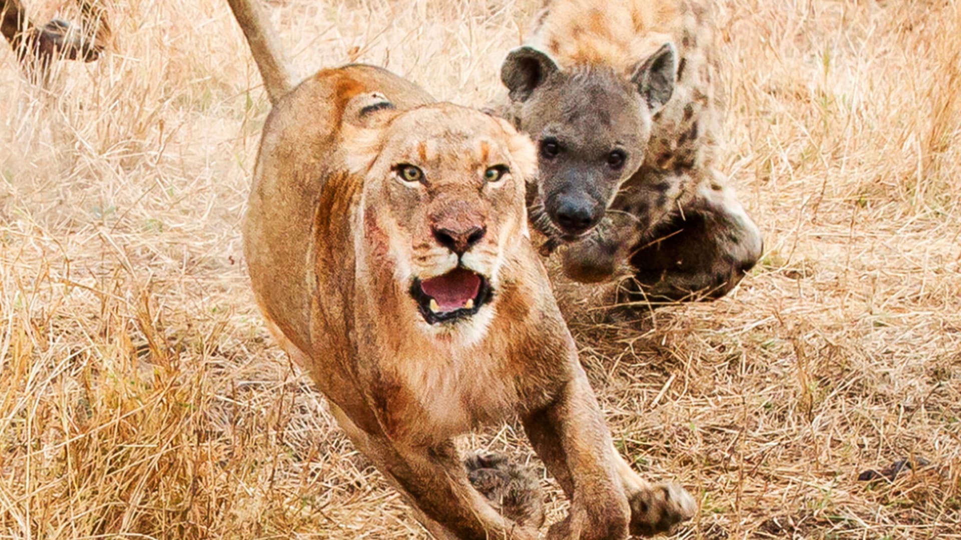 Hyeny a lvi se moc nemusí