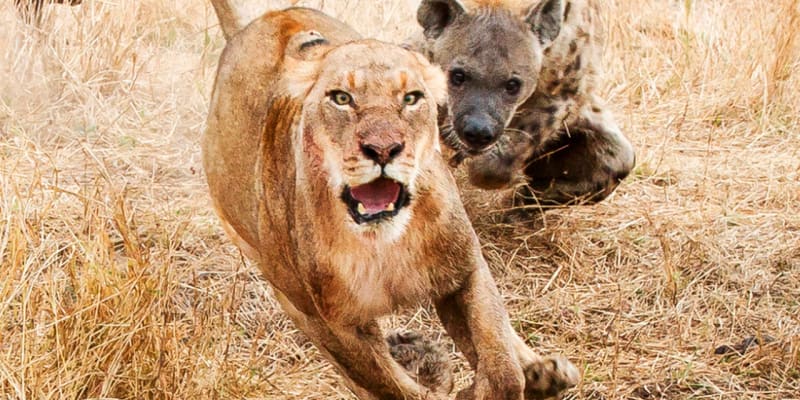 Hyeny a lvi se moc nemusí