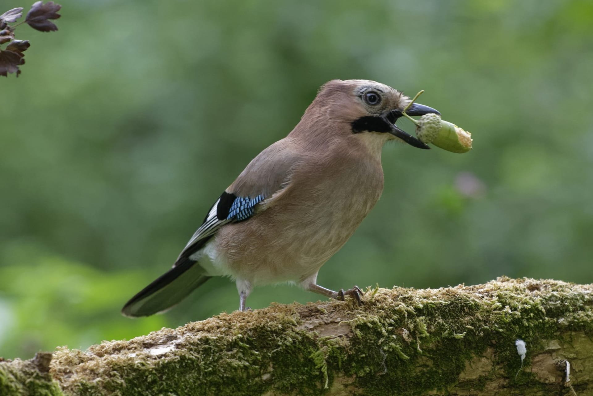 Žaludy slouží i jako potrava pro ptactvo