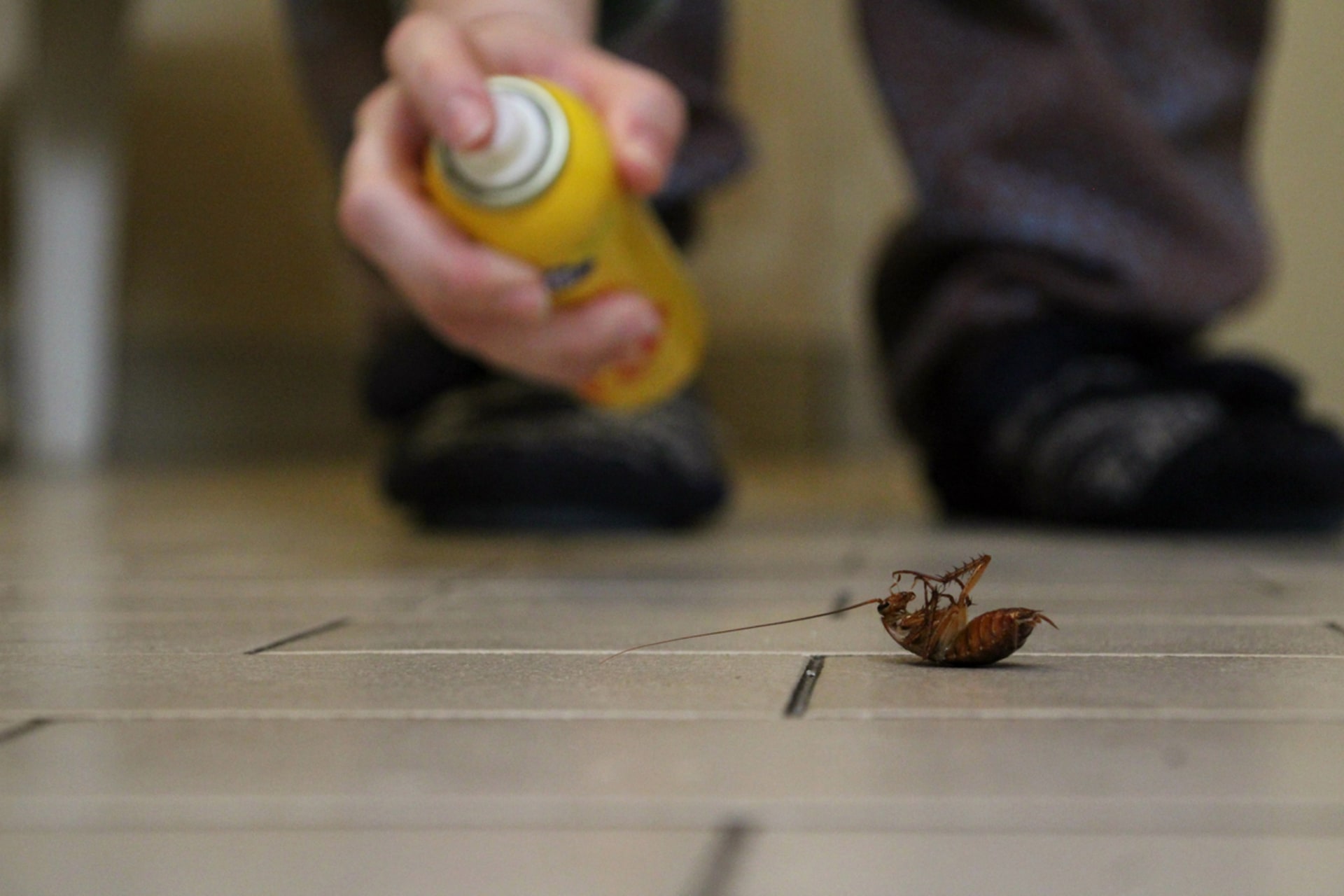 Látky zabíjející šváby jsou extrémně toxické 