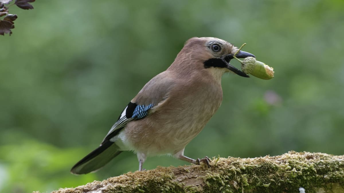 Žaludy slouží i jako potrava pro ptactvo