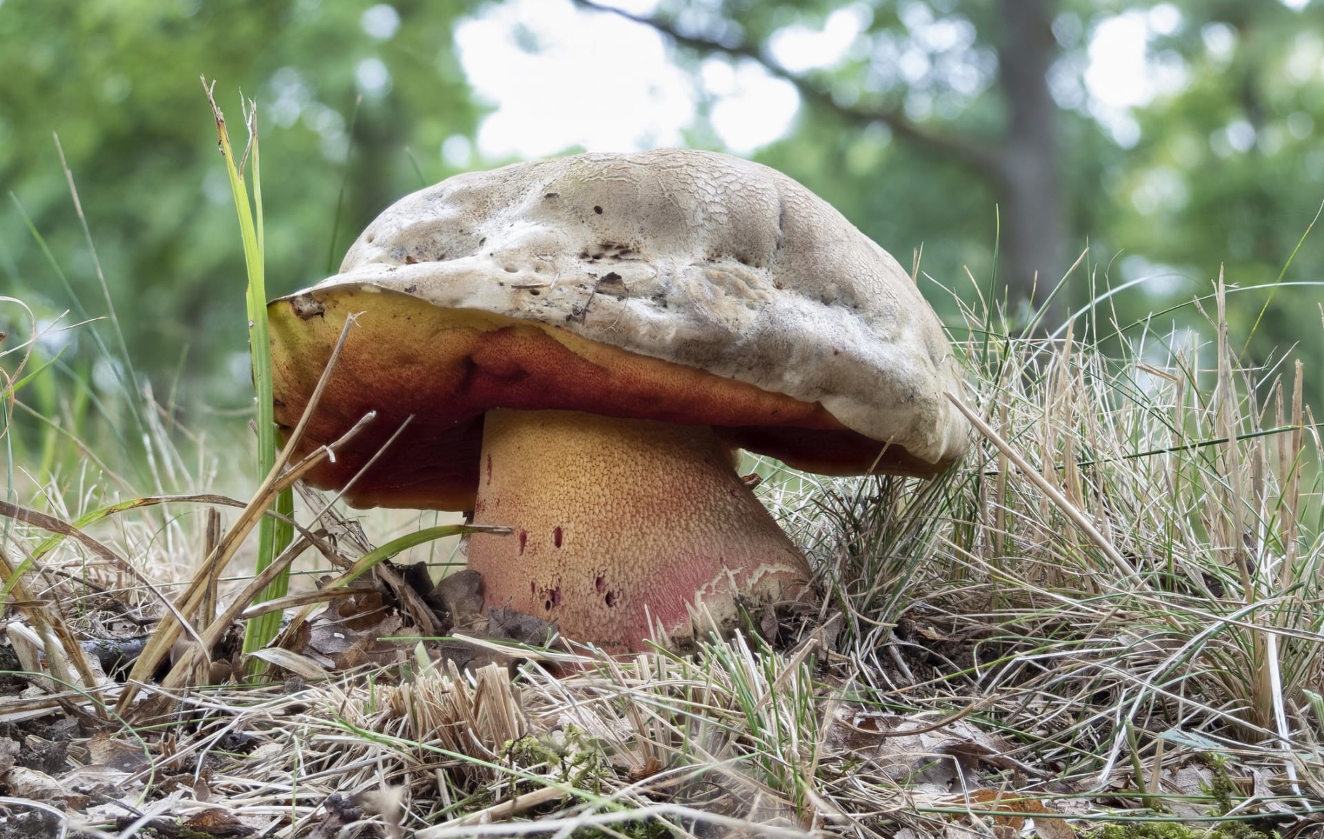 Jedovaté houby, které se pletou s jedlými. Na snímku hřib satan (Rubroboletus satanas)