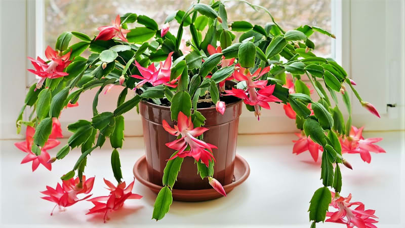  Vánoční kaktus (Schlumbergera, starší název Zygocactus) kvete spoustou půvabných květů v době Vánoc. A i barvy květů – nejčastěji červená, fialová a bílá – se skvěle hodí k vánočním svátkům. 