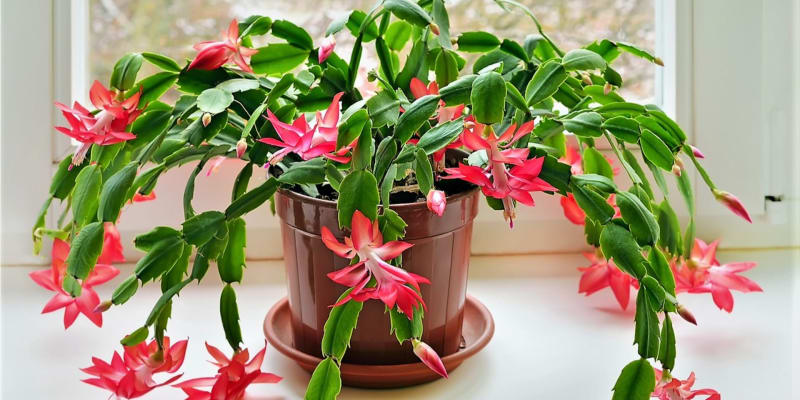  Vánoční kaktus (Schlumbergera, starší název Zygocactus) kvete spoustou půvabných květů v době Vánoc. A i barvy květů – nejčastěji červená, fialová a bílá – se skvěle hodí k vánočním svátkům. 
