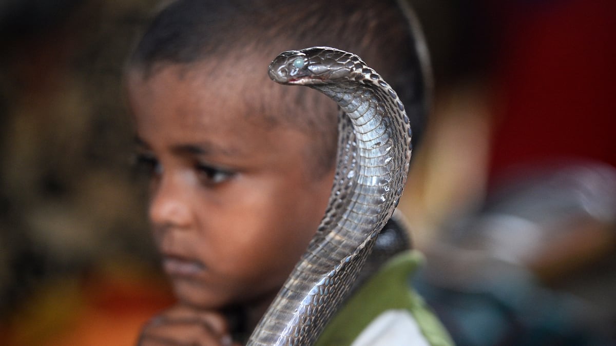 Indický chlapec a kobra (ilustrační obrázek)
