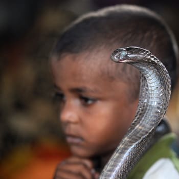 Indický chlapec a kobra (ilustrační obrázek)