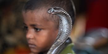 Kobra pokousala malého chlapce, ten se do ní také zahryzl. Had souboj nepřežil