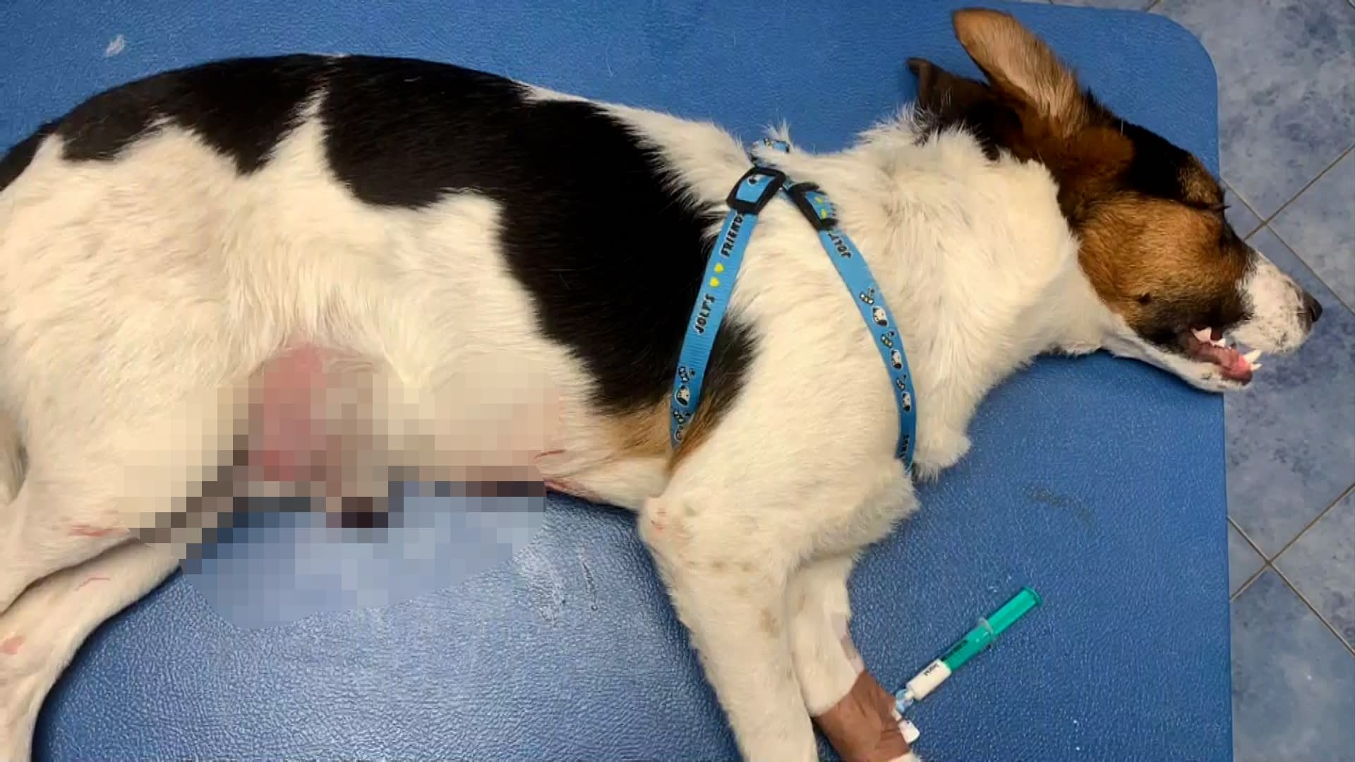 Týrané štěně v péči veterinářů