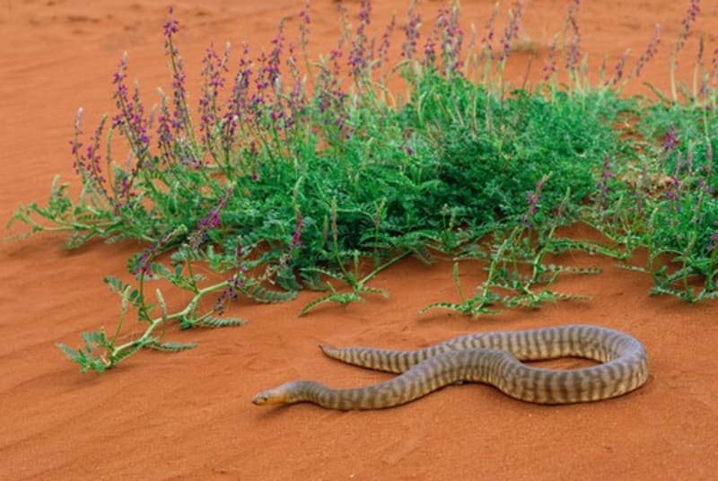 Obávaný had obývá drsné australské podmínky