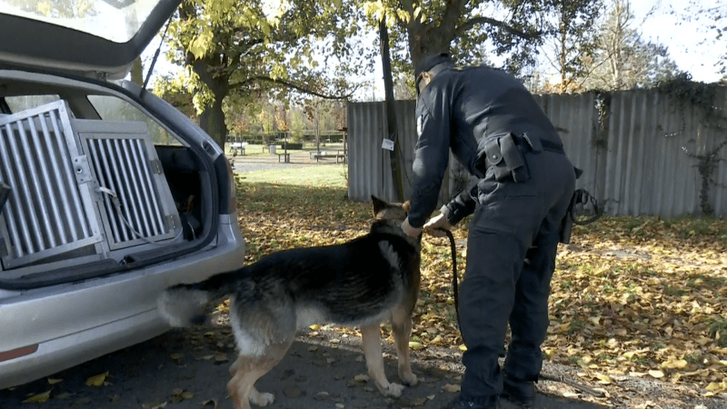 S psovodem Ondřejem Harry slouží u policie už dlouhých sedm let