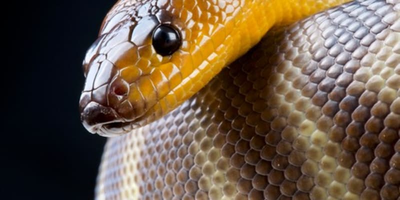 Těžko lze u hada oddělit hlavu od těla