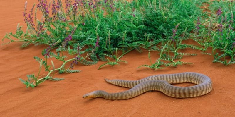 Obávaný had obývá drsné australské podmínky