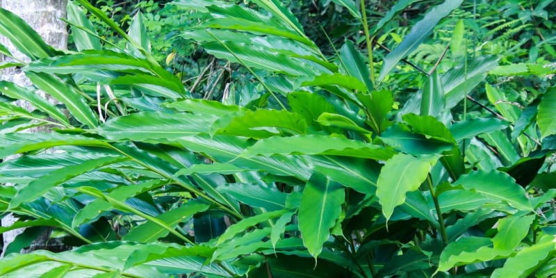 Domovem kardamovníku jsou tropické deštné pralesy Kardamomských hor na jihozápadě Indie, v současnosti se pěstuje hlavně ve vlhkých pralesích jižní a jihovýchodní Asie, ale i ve Střední a Latinské Americe. 