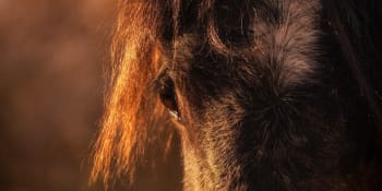 Děsivé aukce koní: Organizace je často vykoupí jen proto, aby jim dopřály humánní smrt